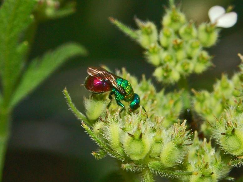 Chrysis inaequalis e Hedychrum rutilans (Chrysididae)